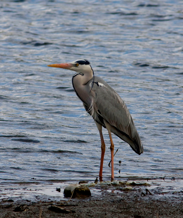 HERON CENERINO