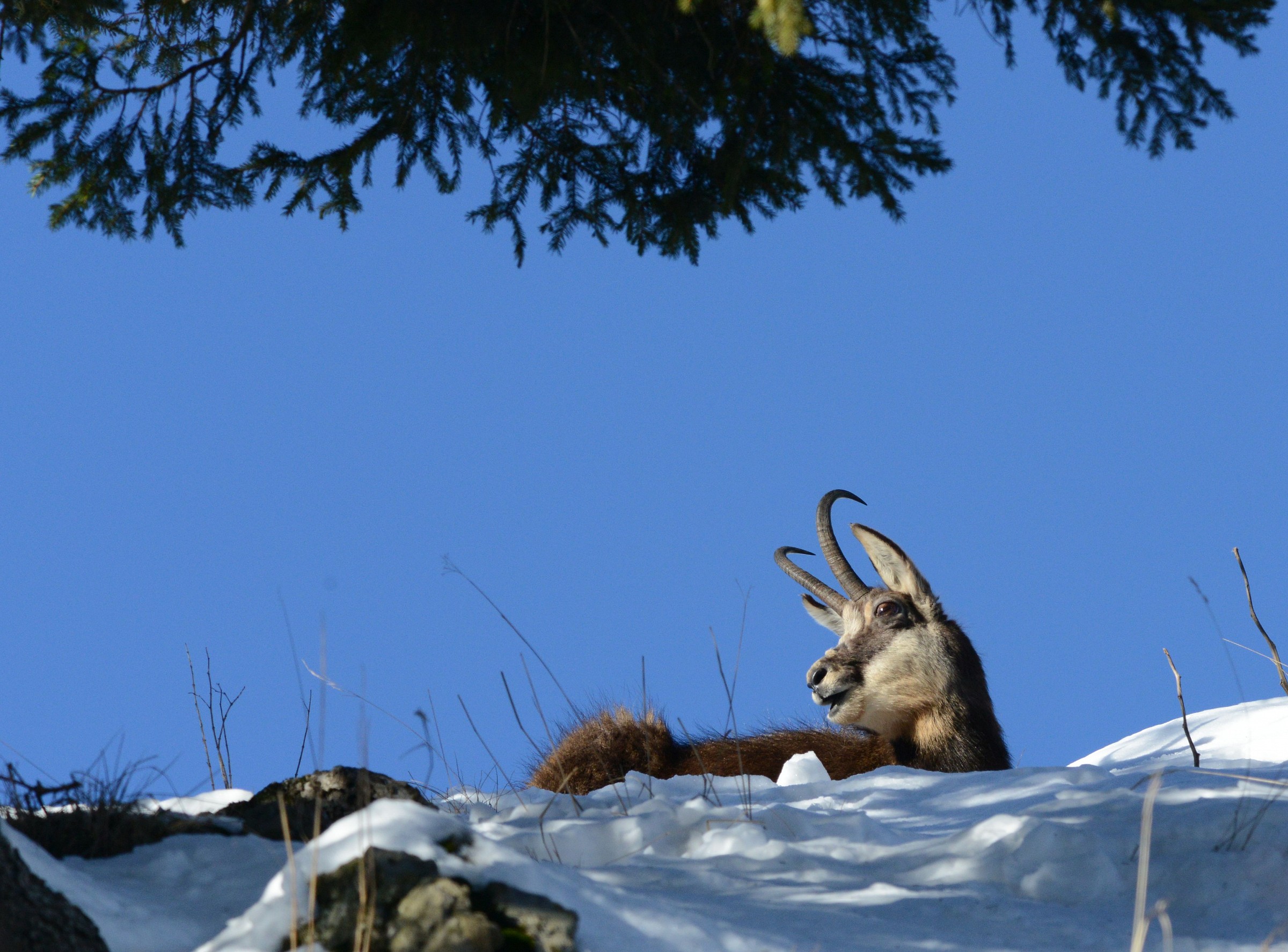 chamois