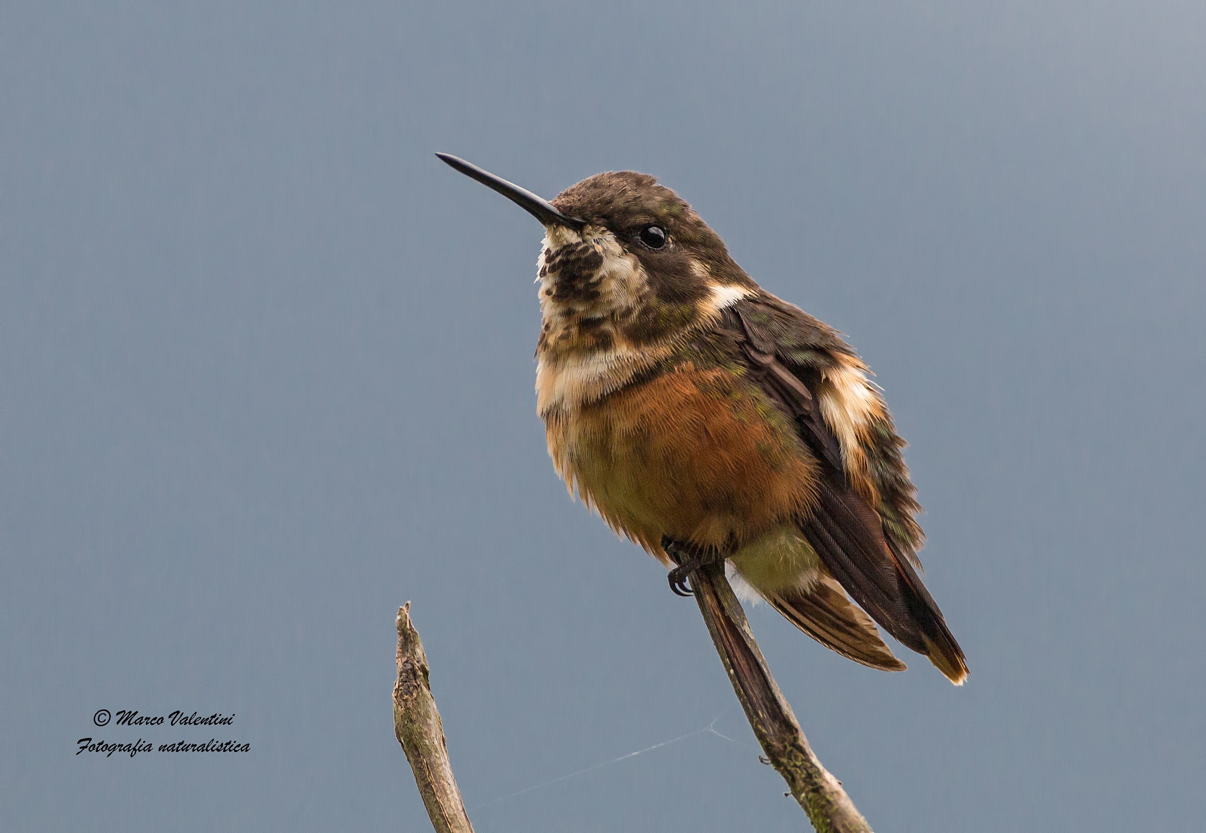 White-bellied woodstar