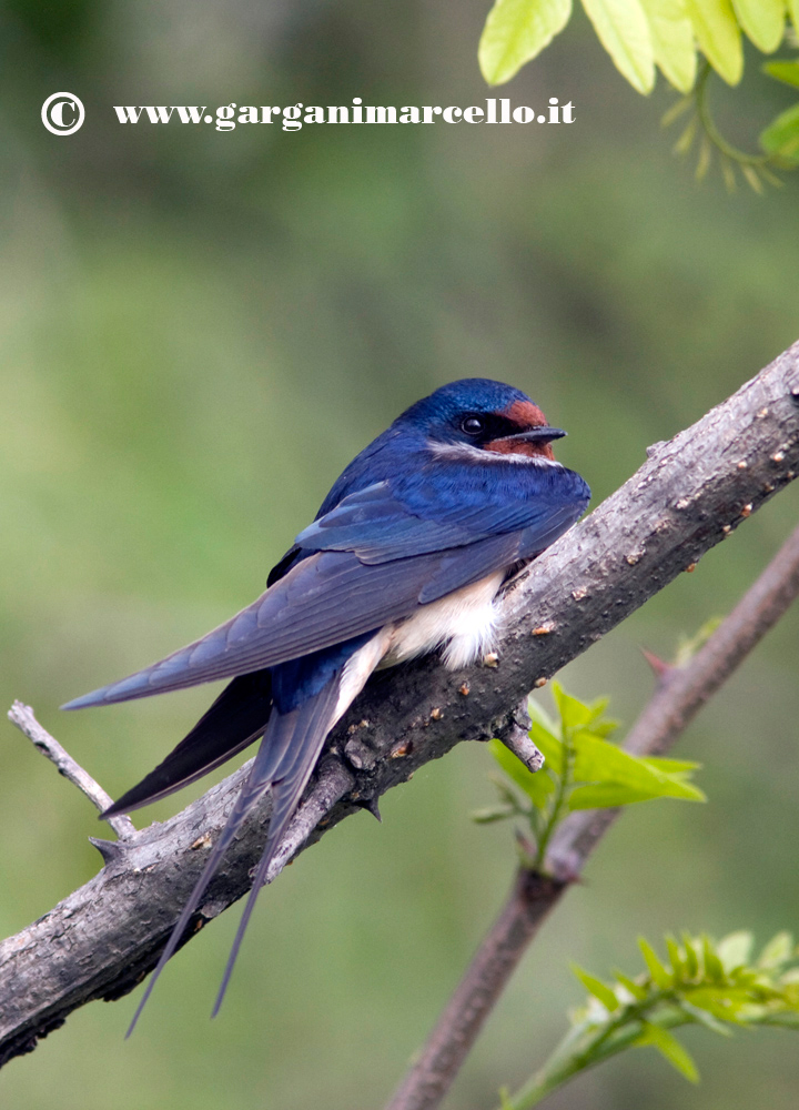 SWALLOW 1