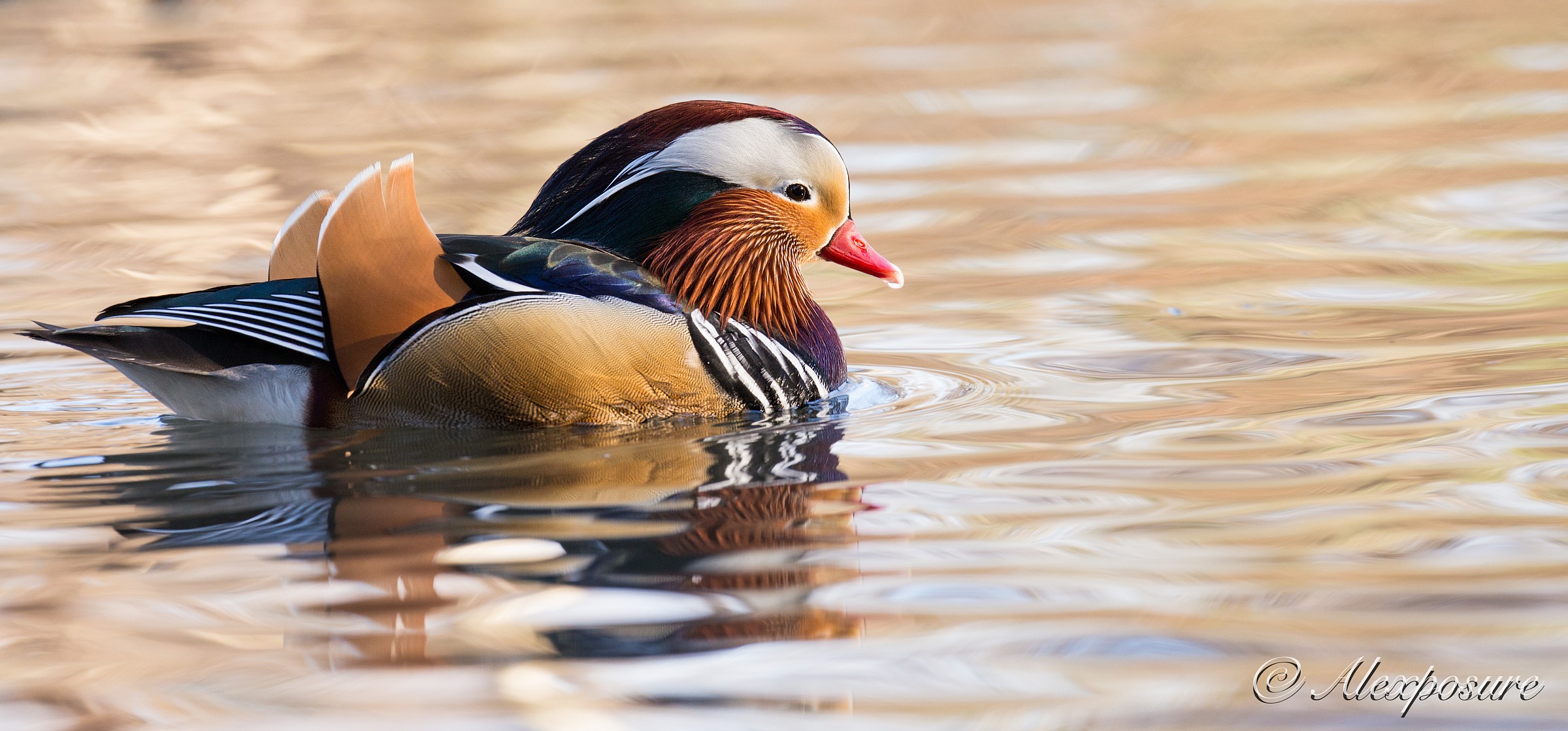 Mandarina at the going down of the light