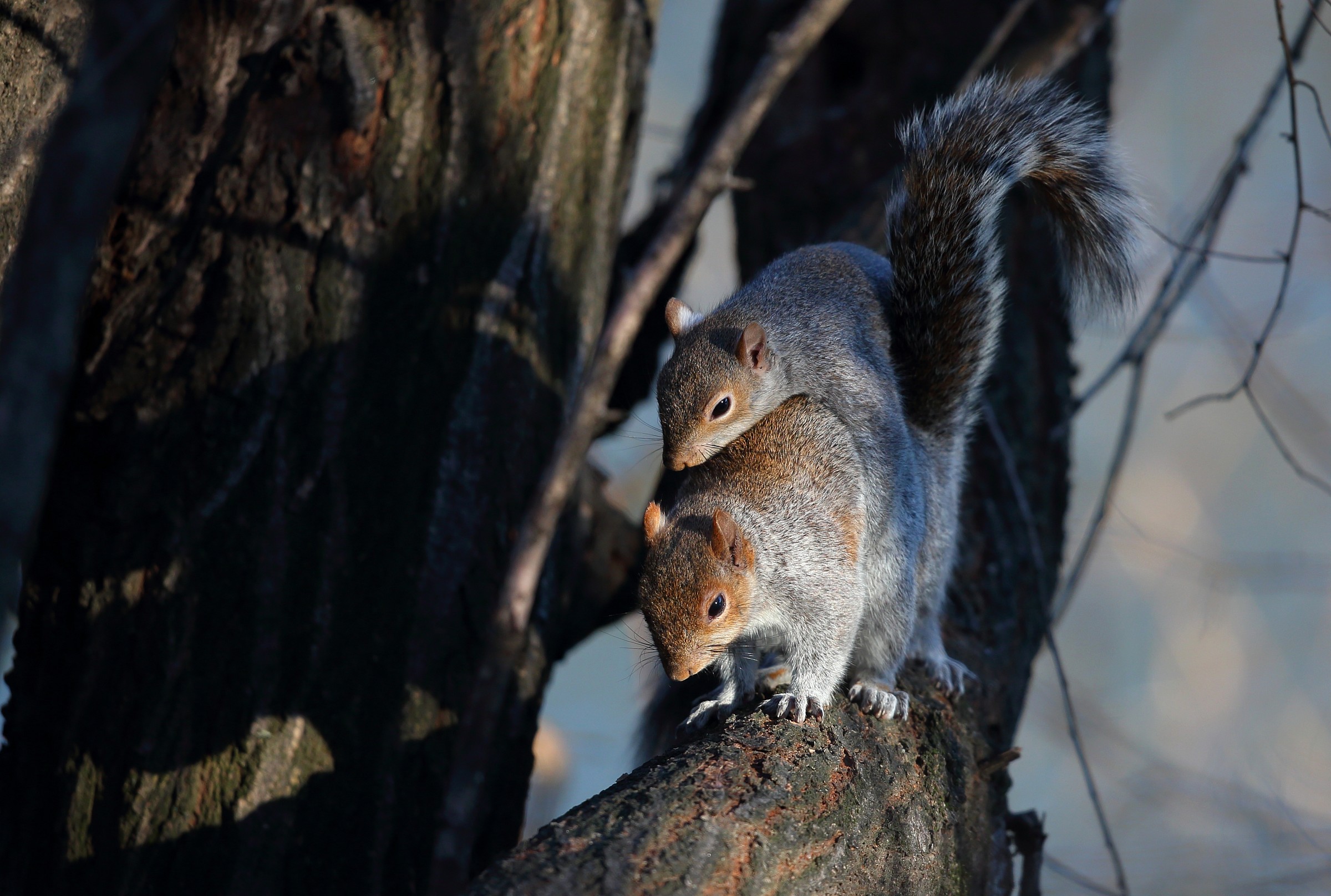 Squirrel in love