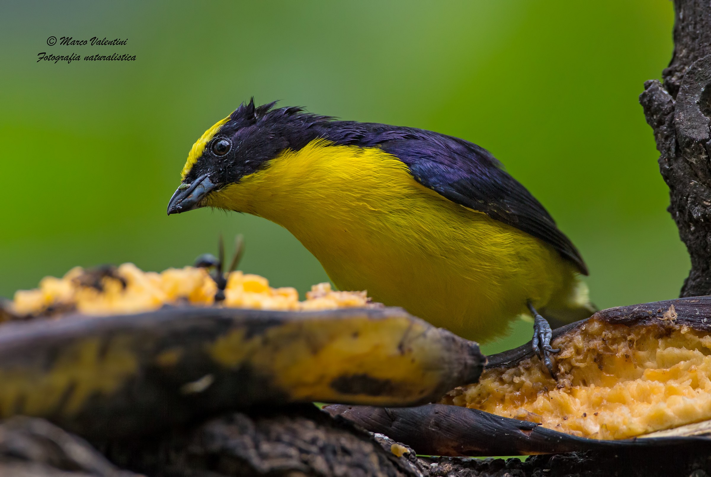 La scelta della banana