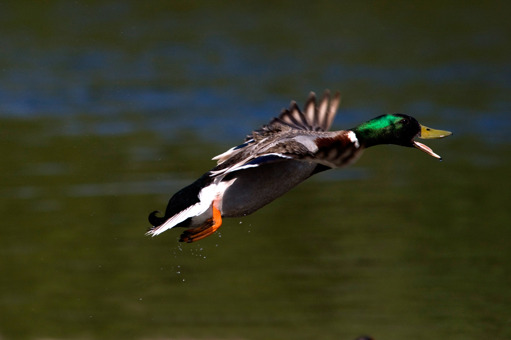 DUCK MALLARD 1