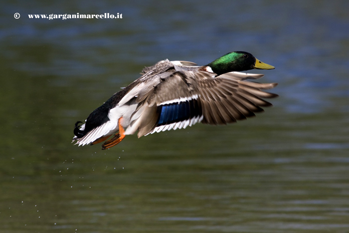 DUCK MALLARD 2