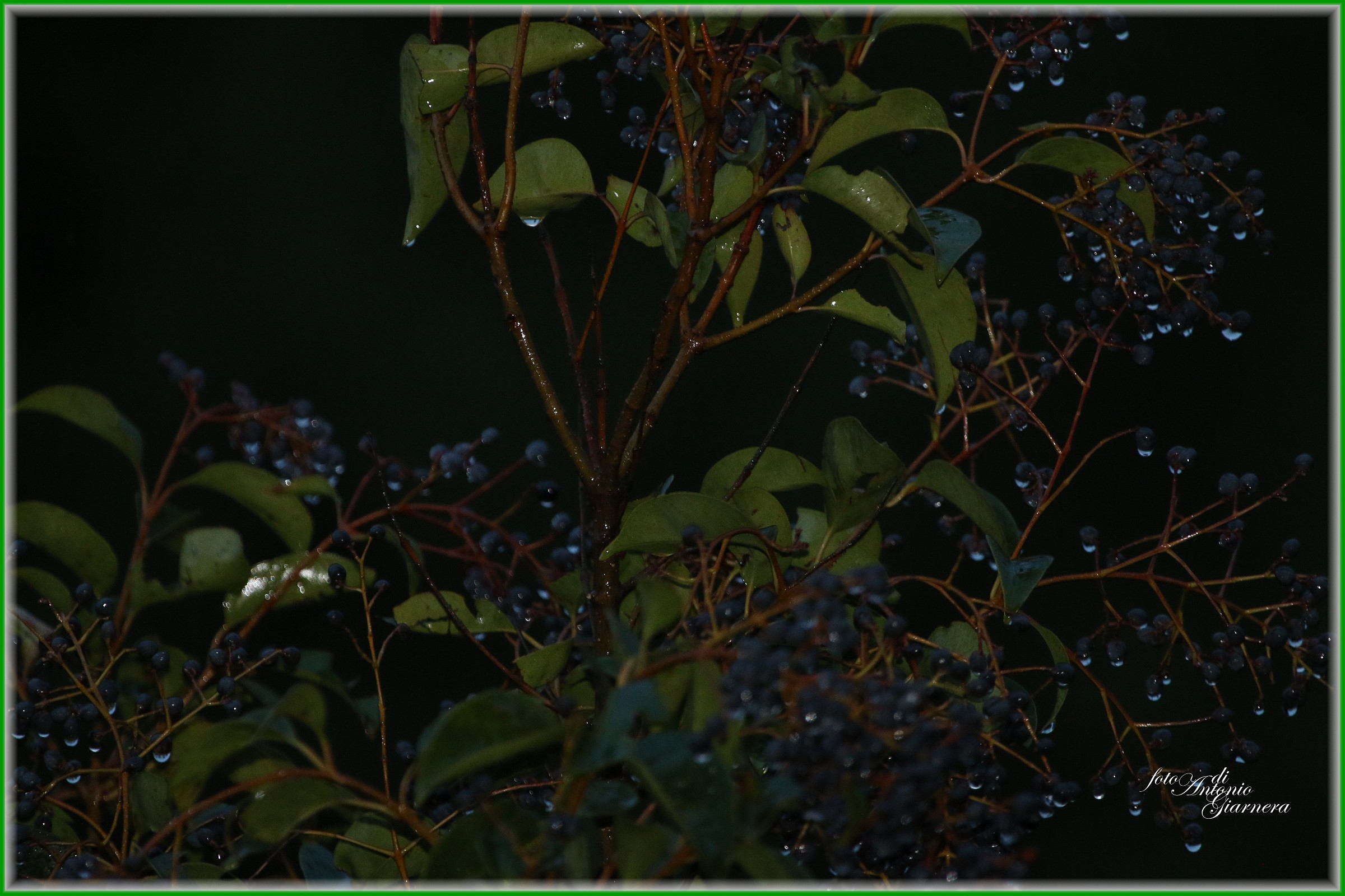 cima d'albero bagnato