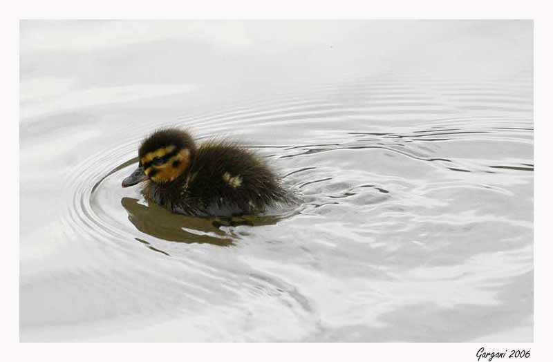 DUCKLING