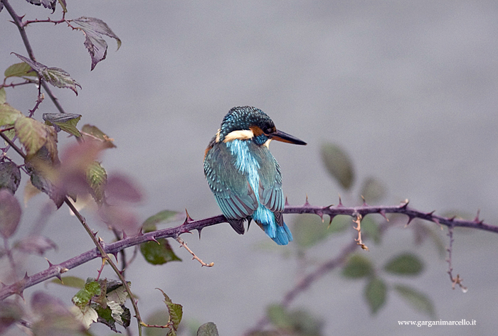 KINGFISHER
