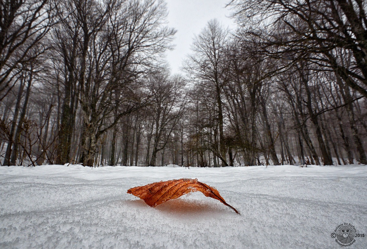 Frozen winter @ Piana del Lago