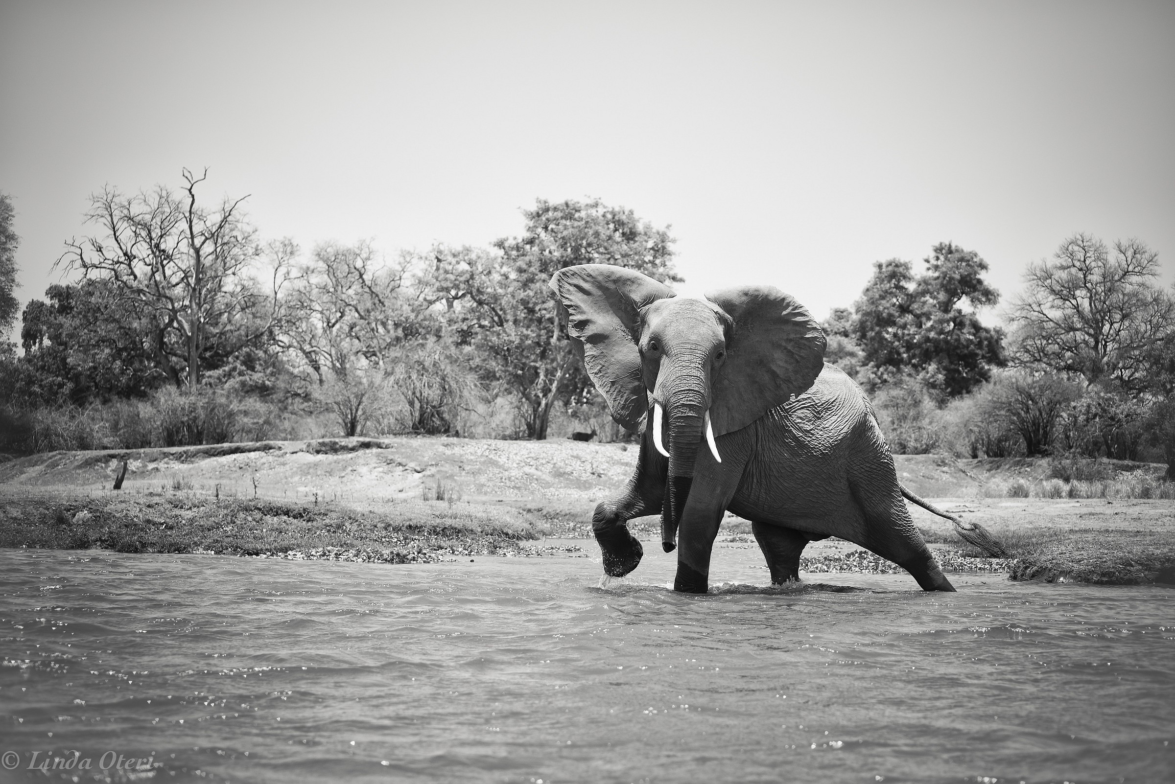 I precedence I !! Stop that canoe !!!