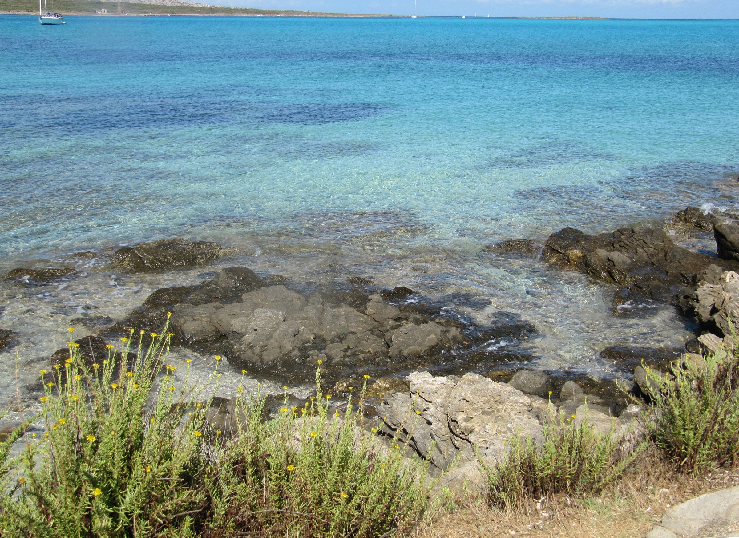 flowers on the beach