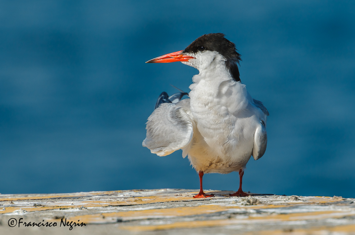 Portrait of  common tern.