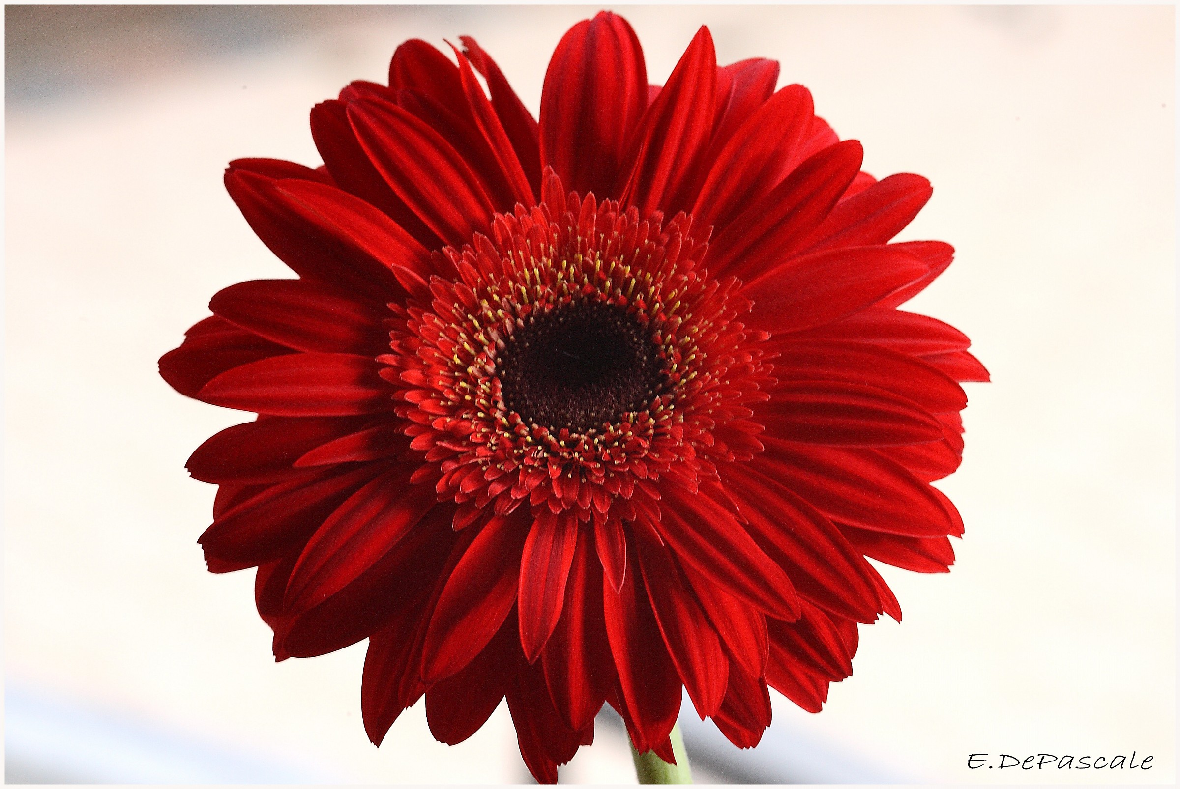 Gerbera_02