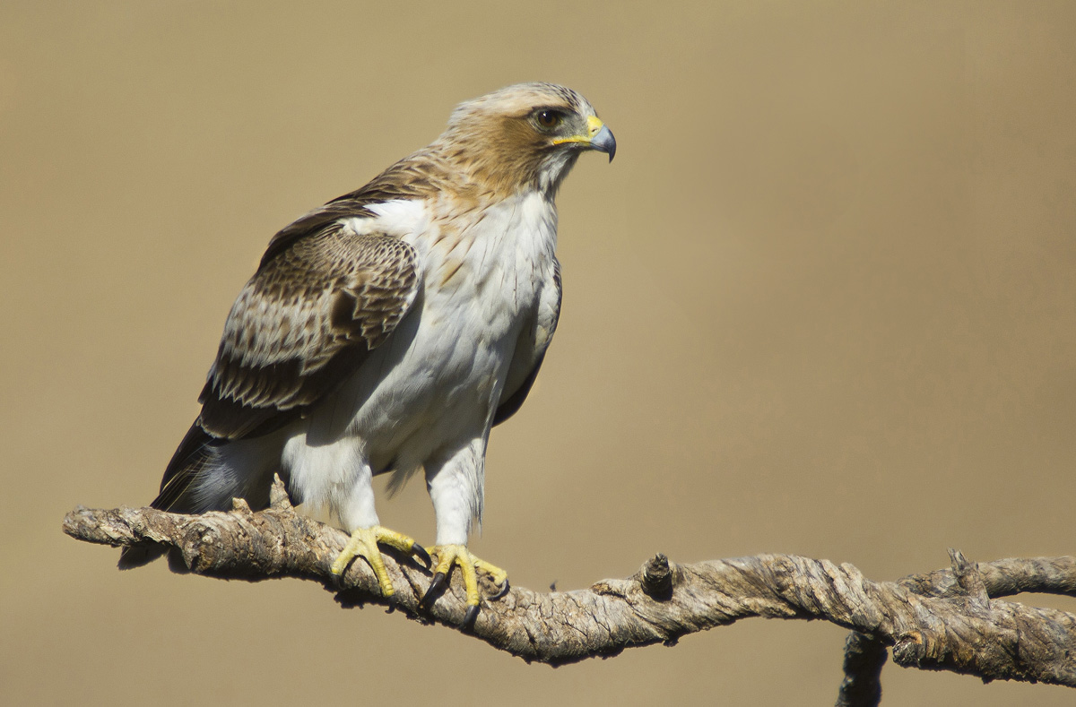 Booted Eagle III