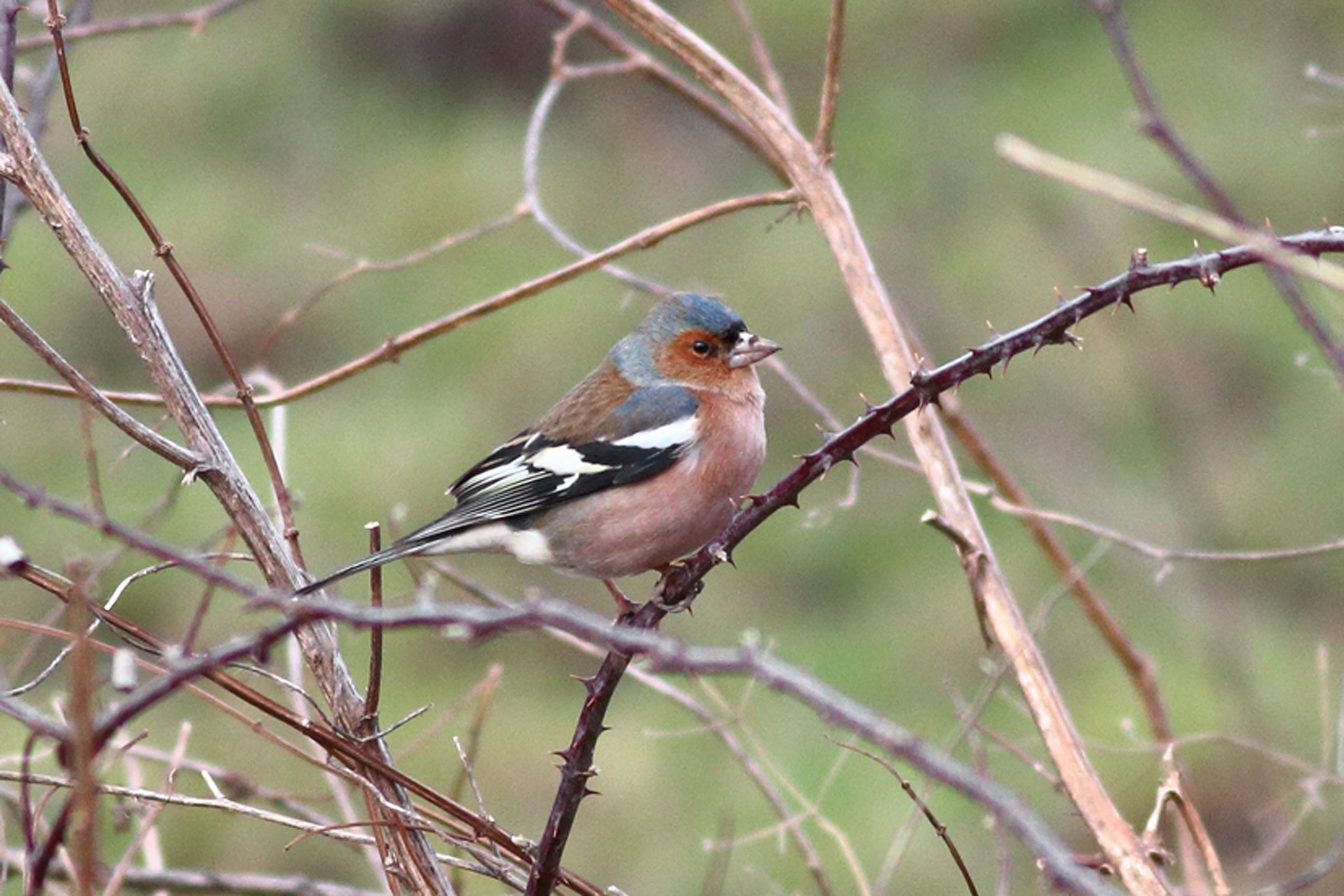 Among Rovi a Chaffinch