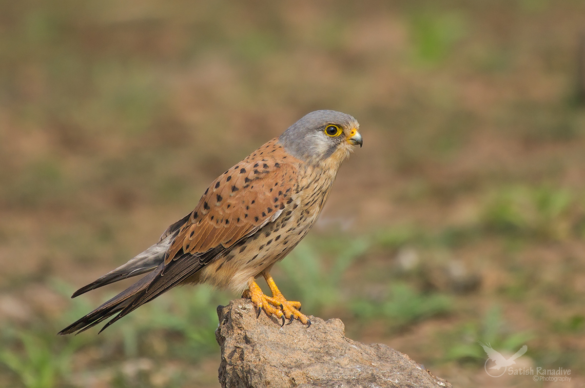 Handsome one: Common Kestrel.