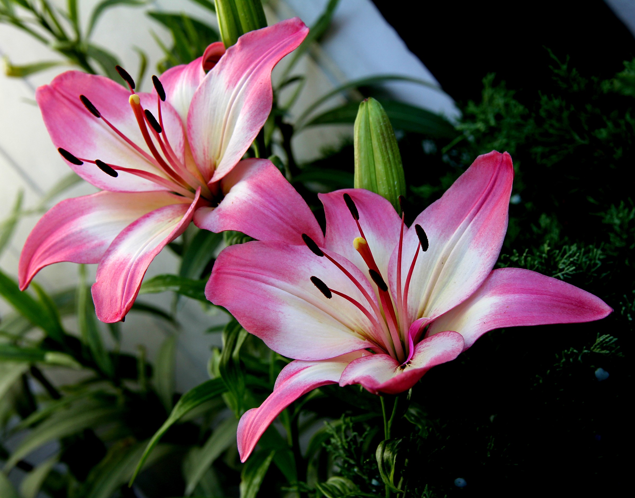 Lilium