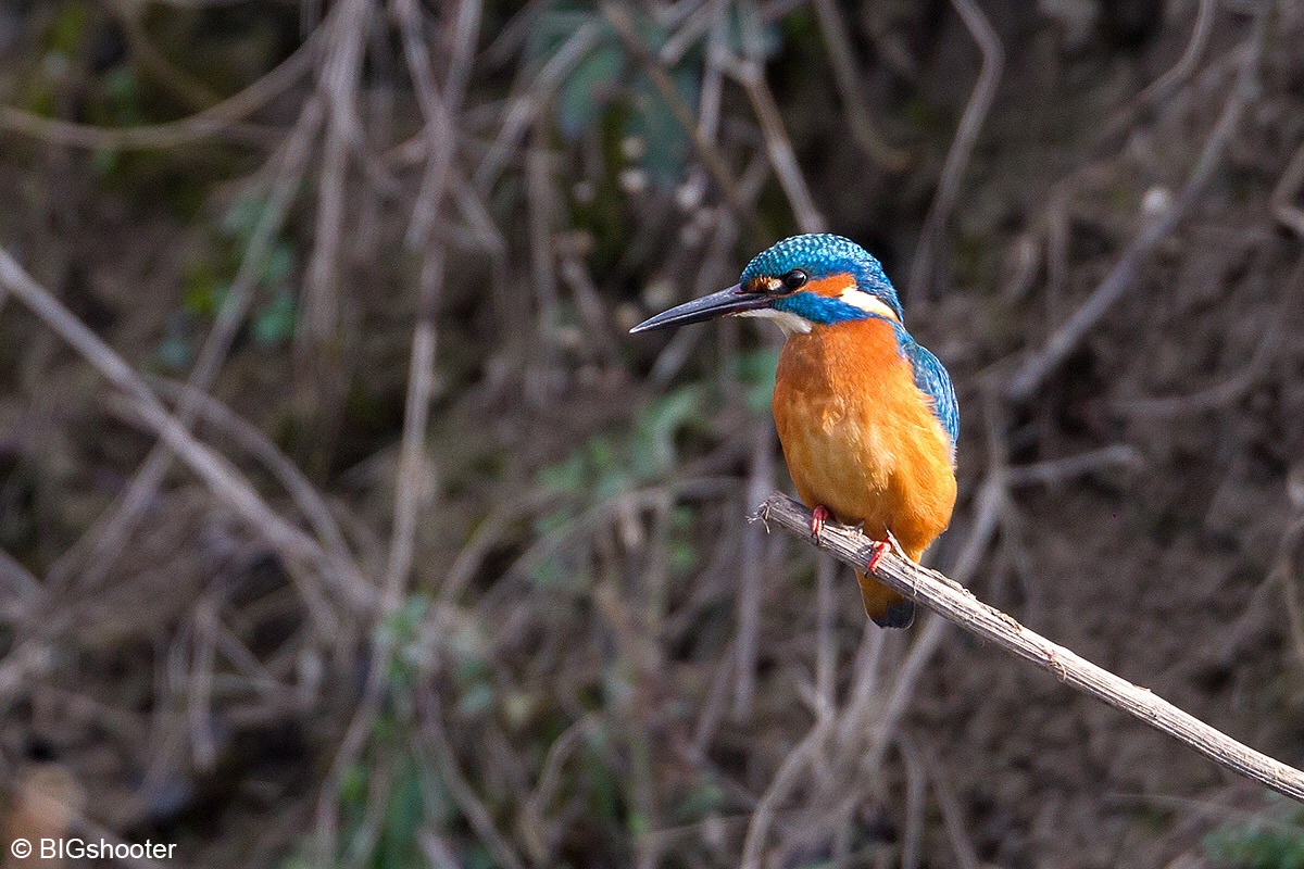 Martin on the branch