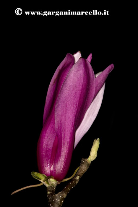 MAGNOLIA DI NOTTE