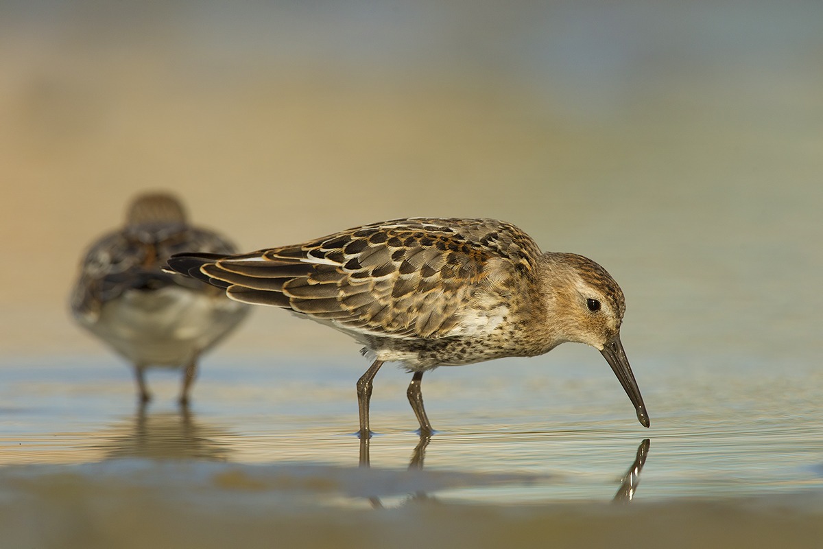 Piovanello pancianera