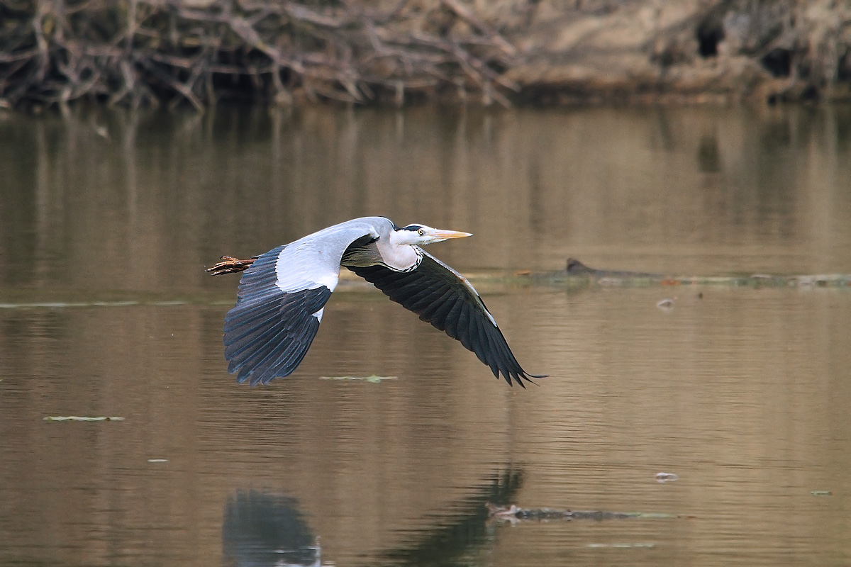 Heron in flight