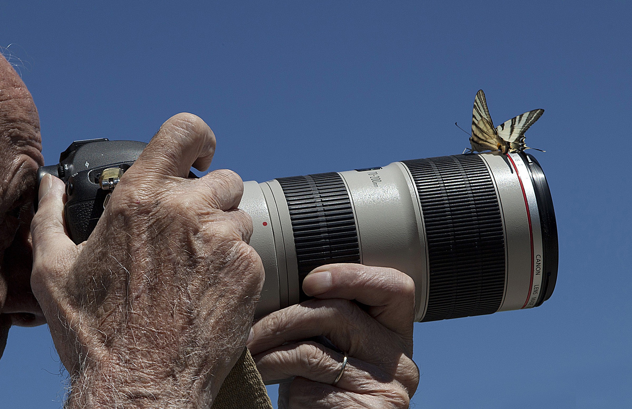 the photographer and the podalirio