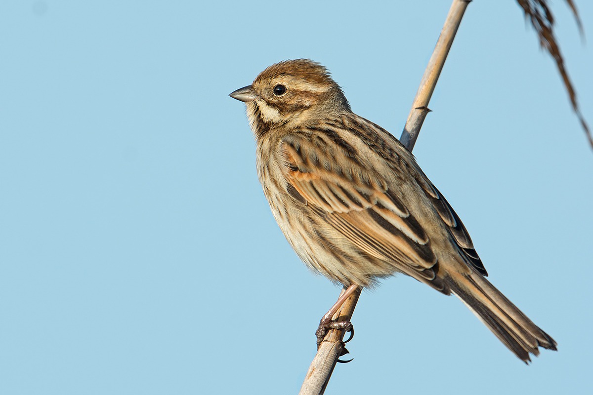 migliarino di palude