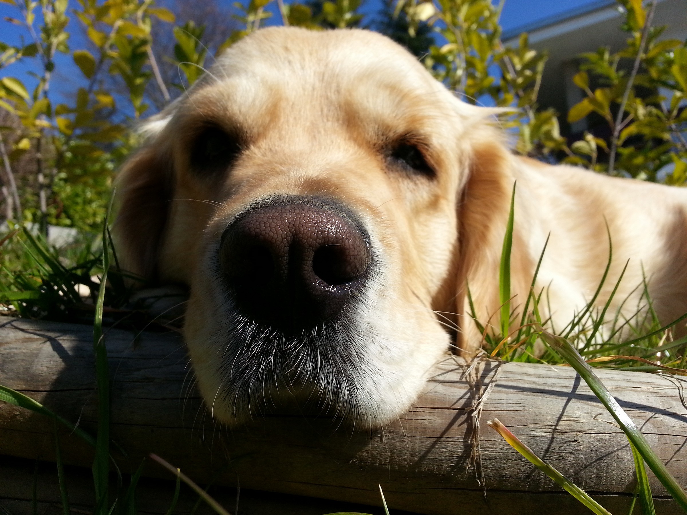 L'importanza di avere naso