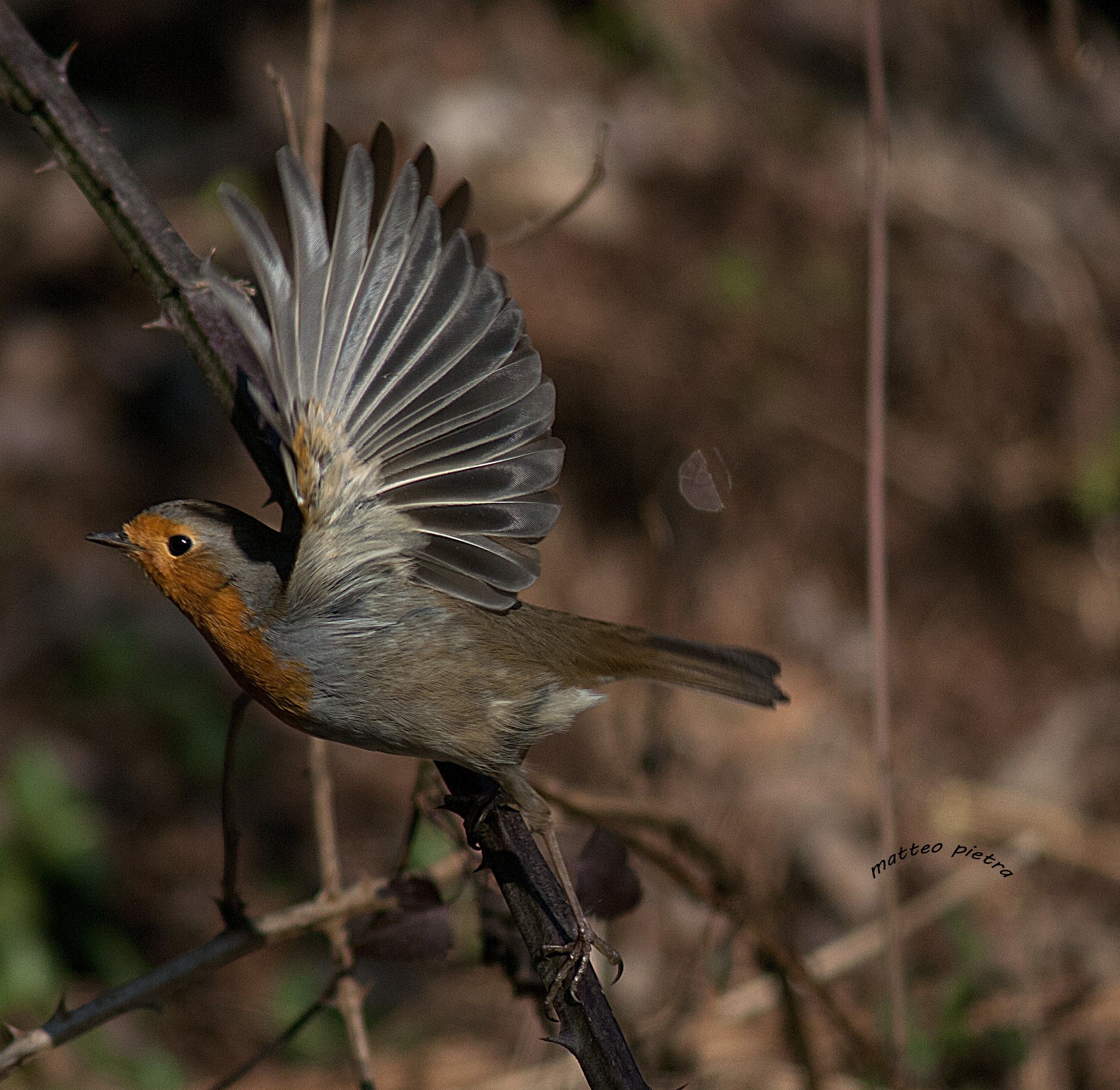 l'eleganza del pettirosso