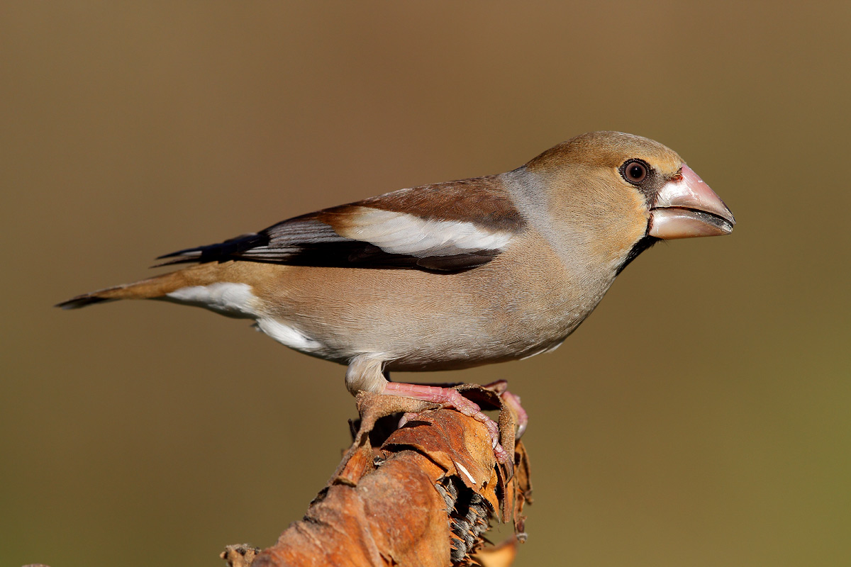 Hawfinch
