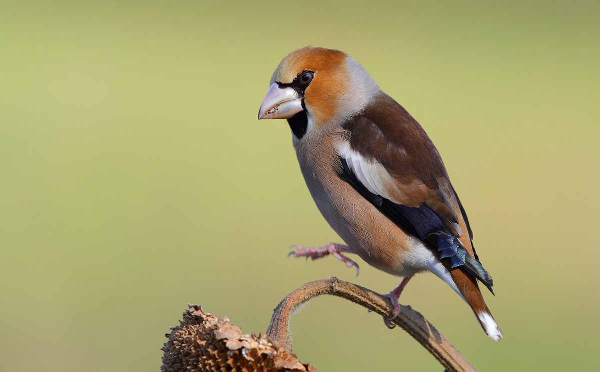 Hawfinch