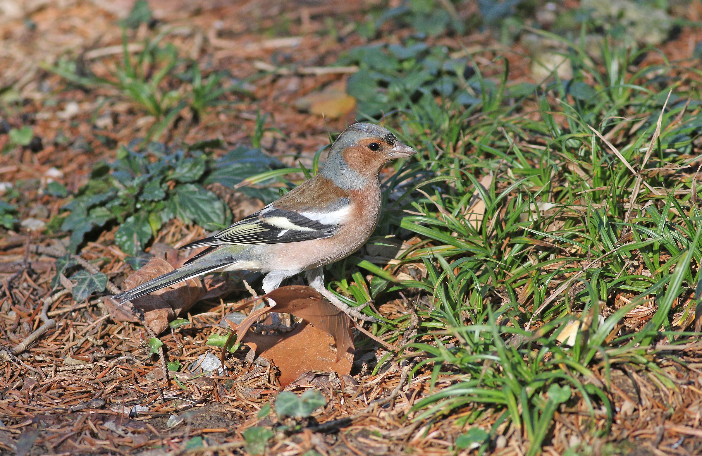 strolling in Villa Serra