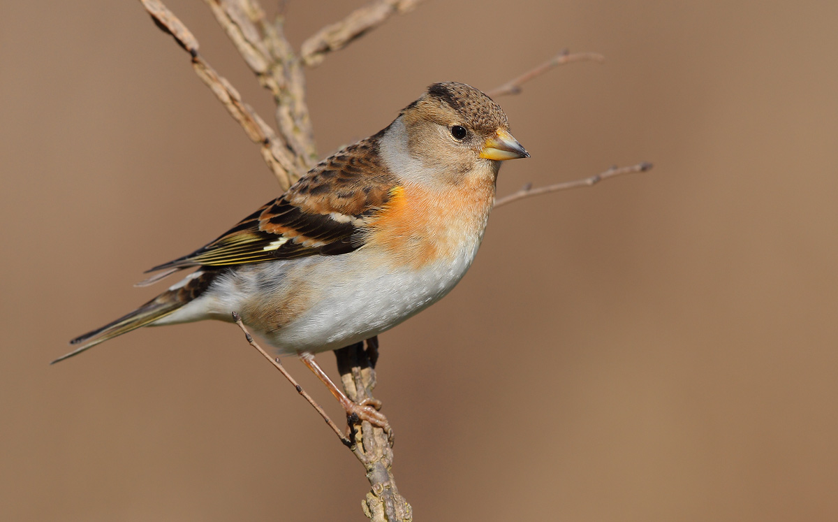 Brambling