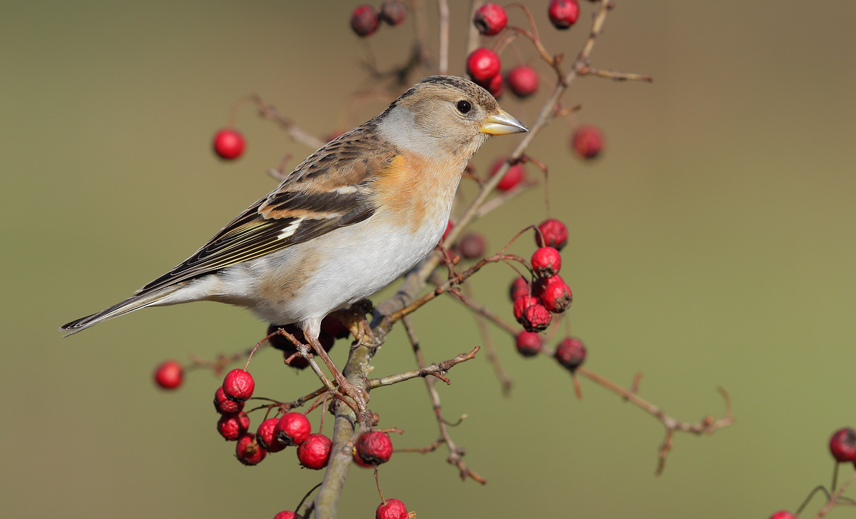 Brambling