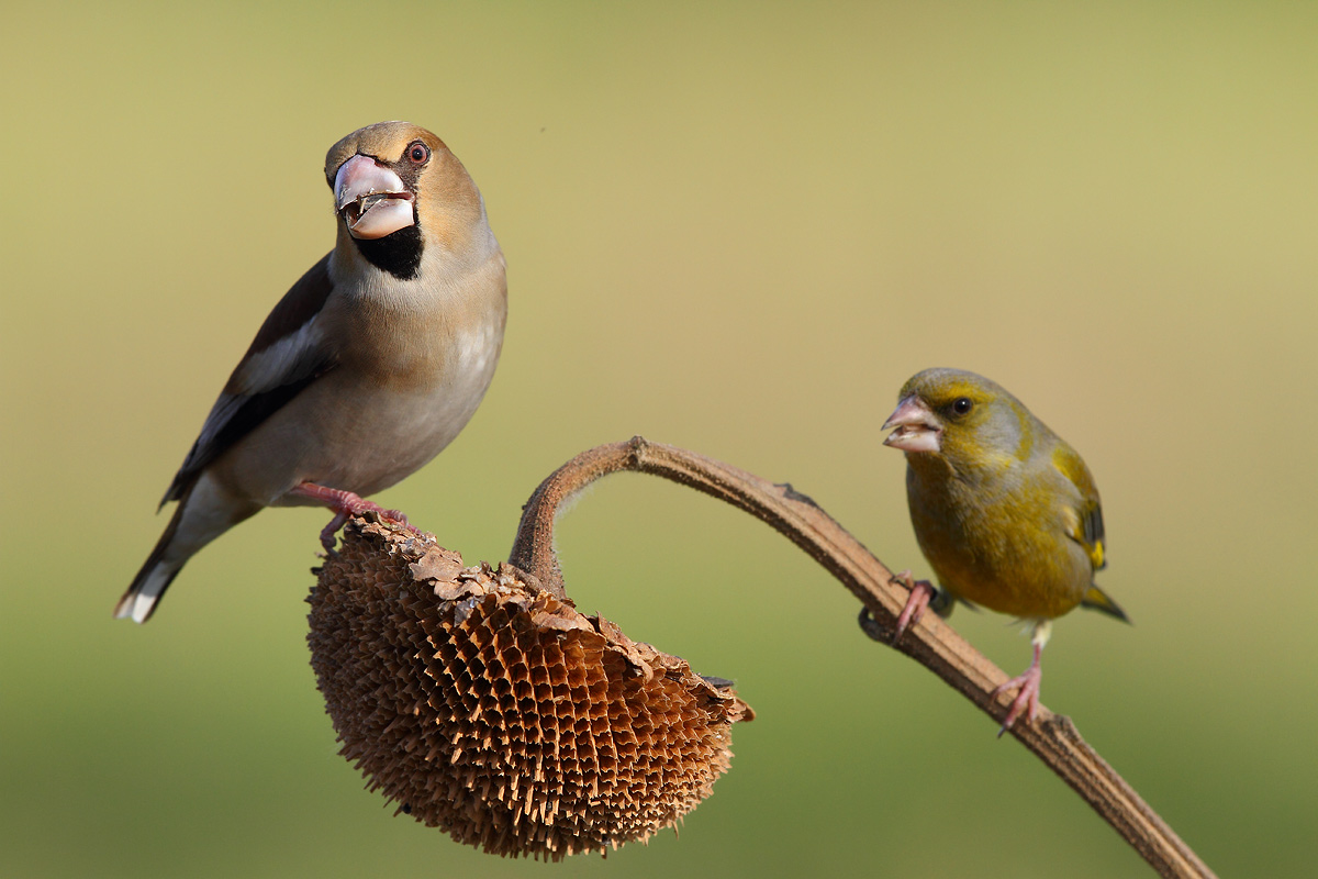 Hawfinch and vardone lurking