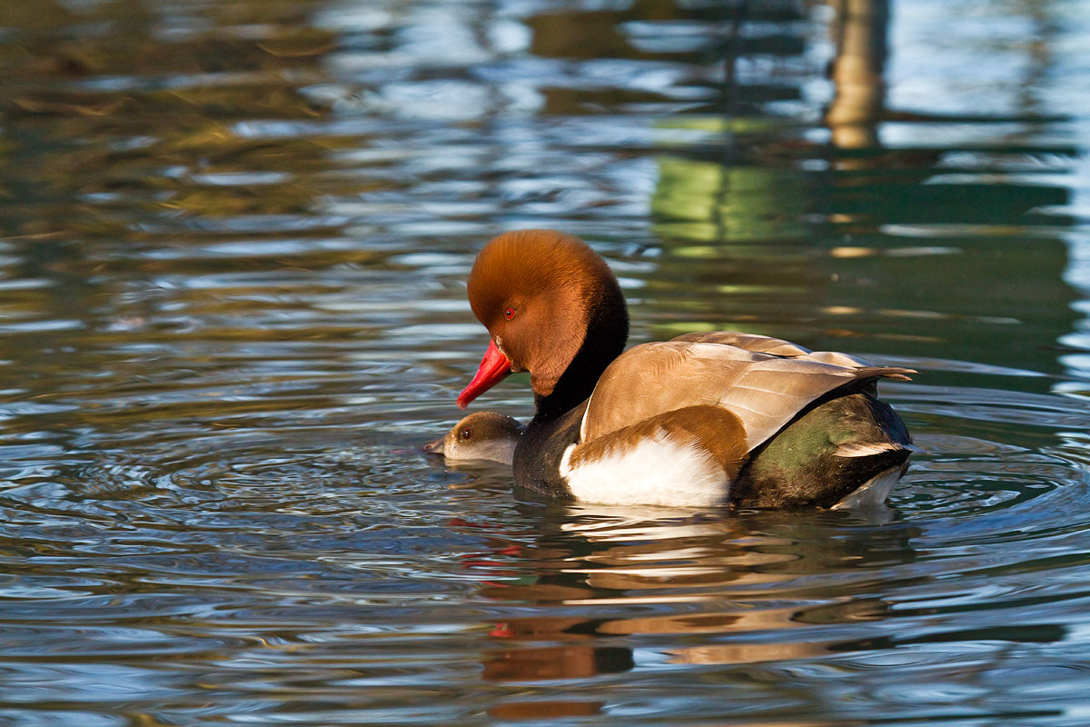you understand the turkish with the Turkish