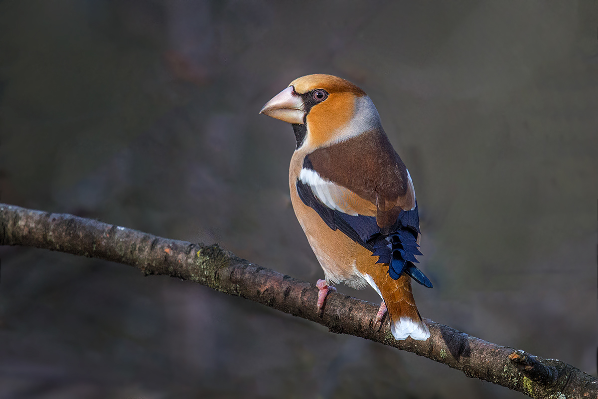 Hawfinch