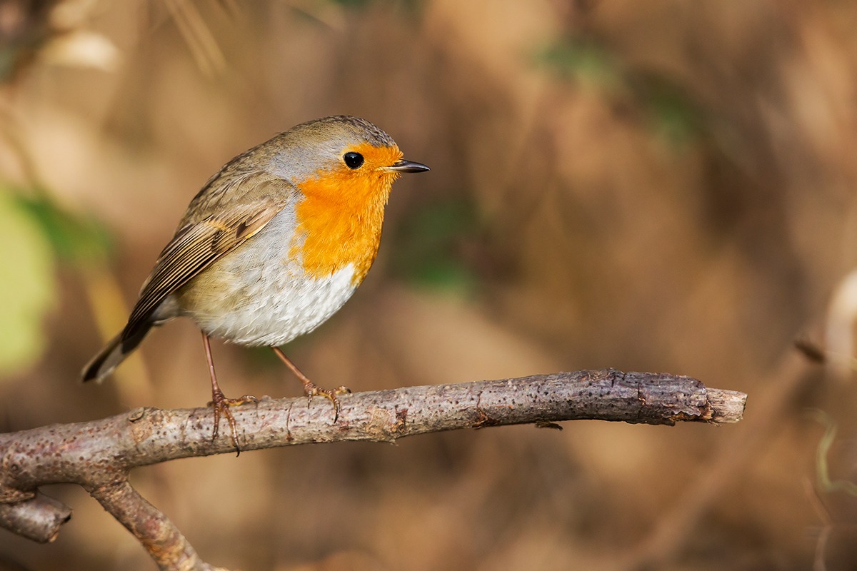 La sentinella dell'inverno
