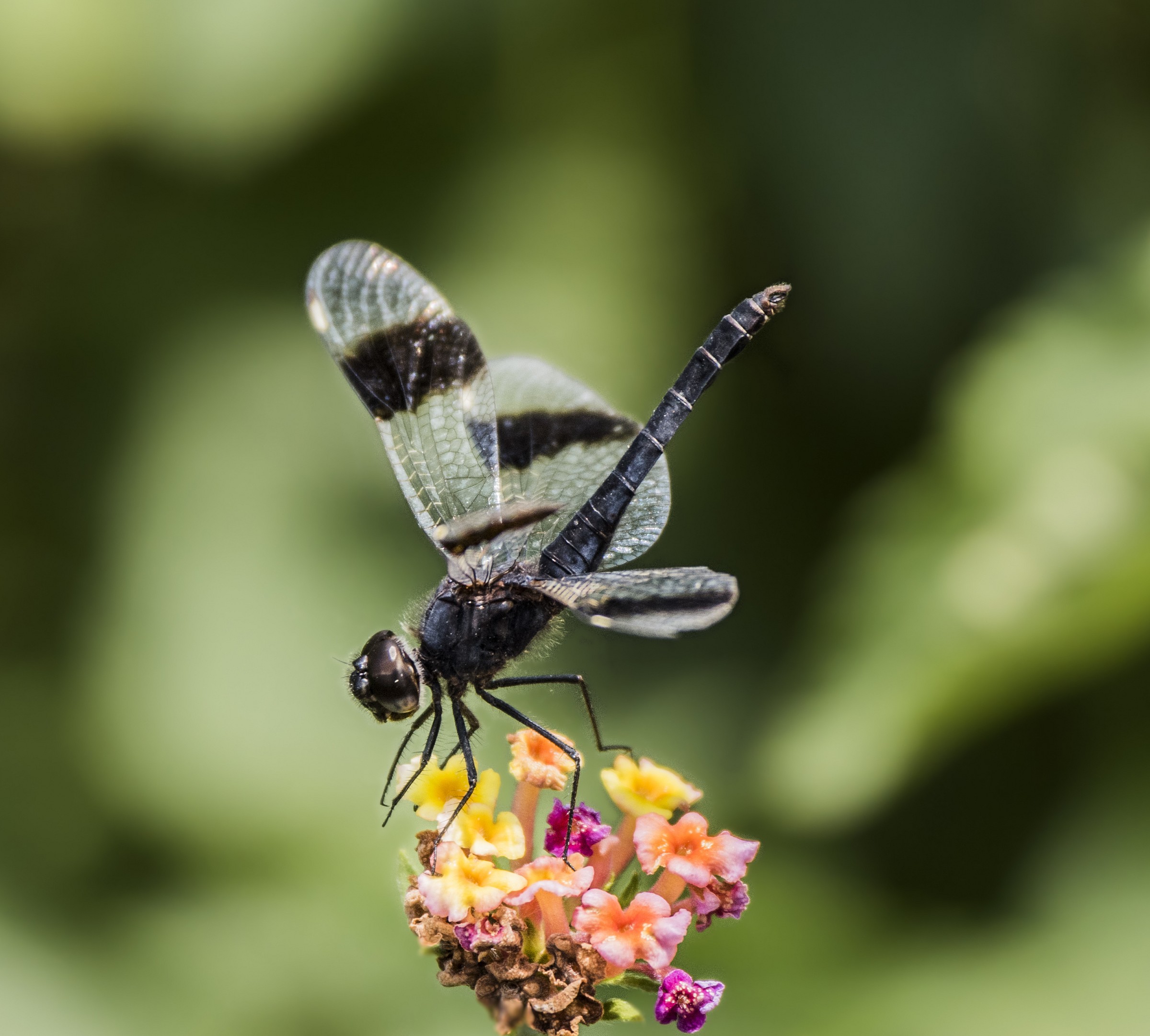 Libellula Sopra un Fiore
