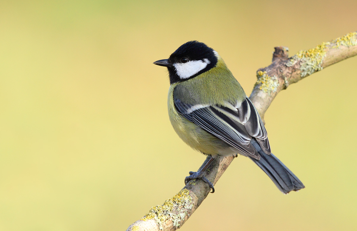 great tit