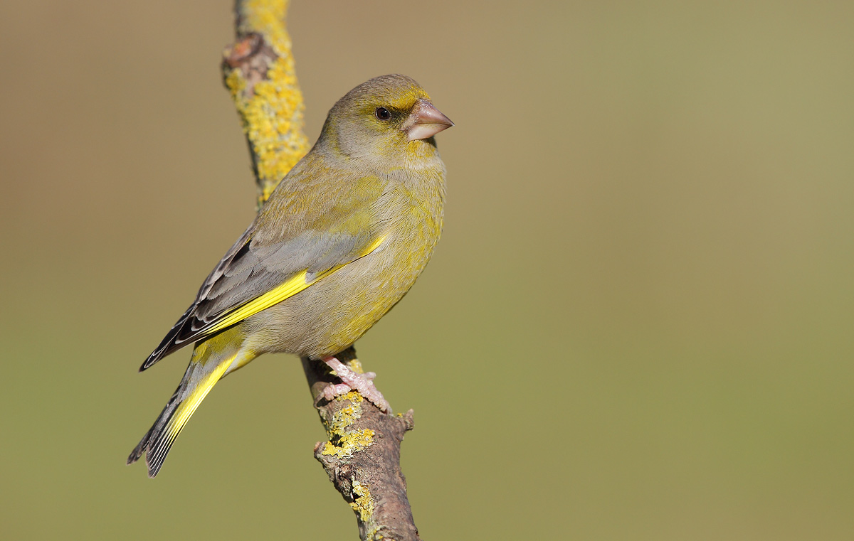 greenfinch