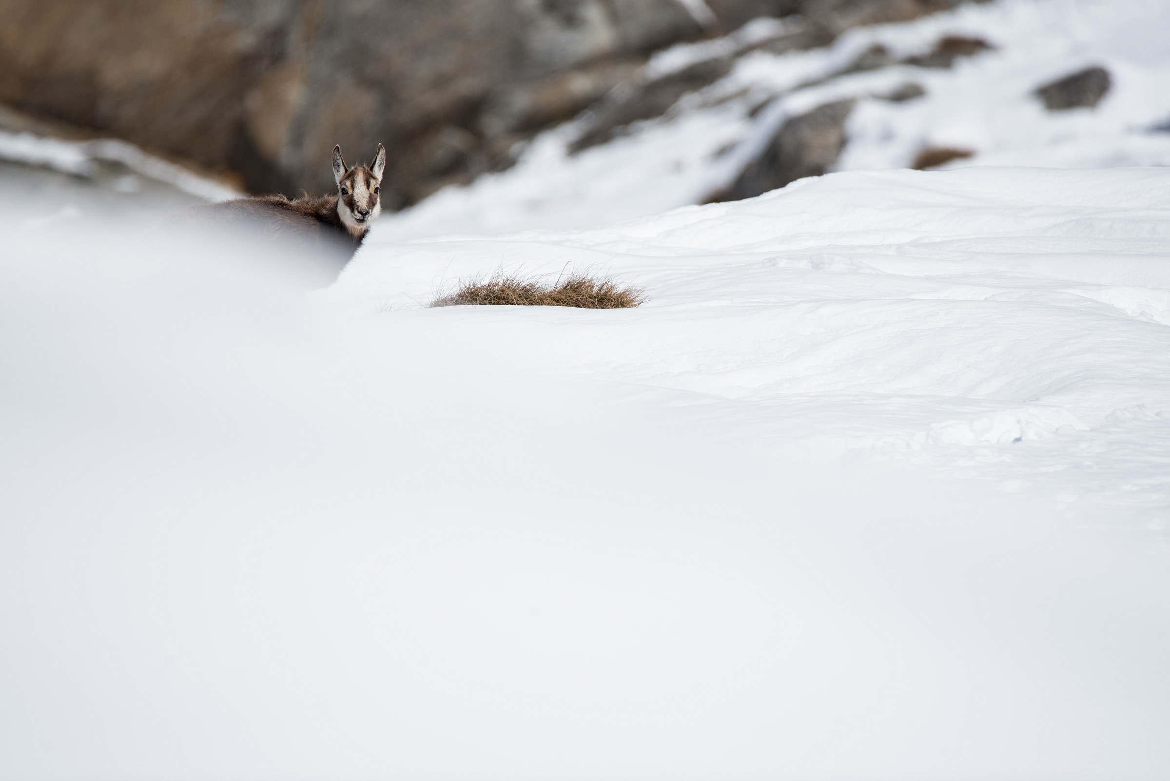 Alpine chamois (Rupicapra rupicapra)