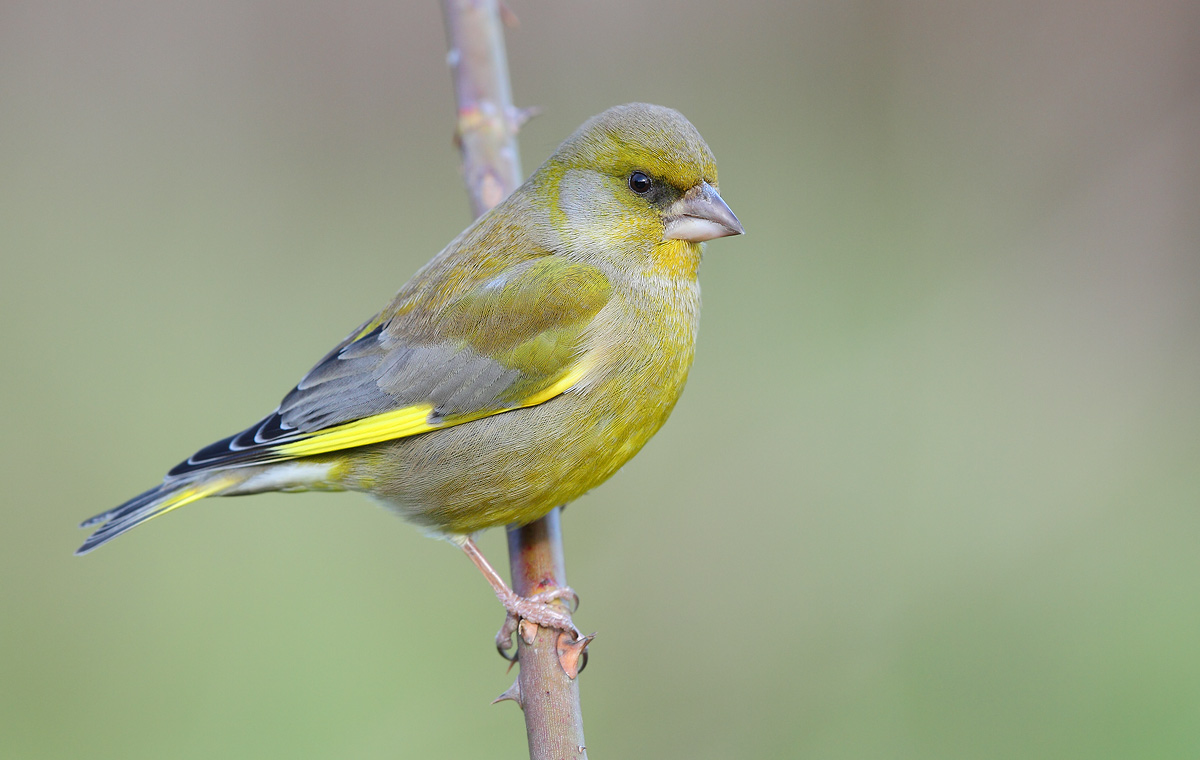 greenfinch