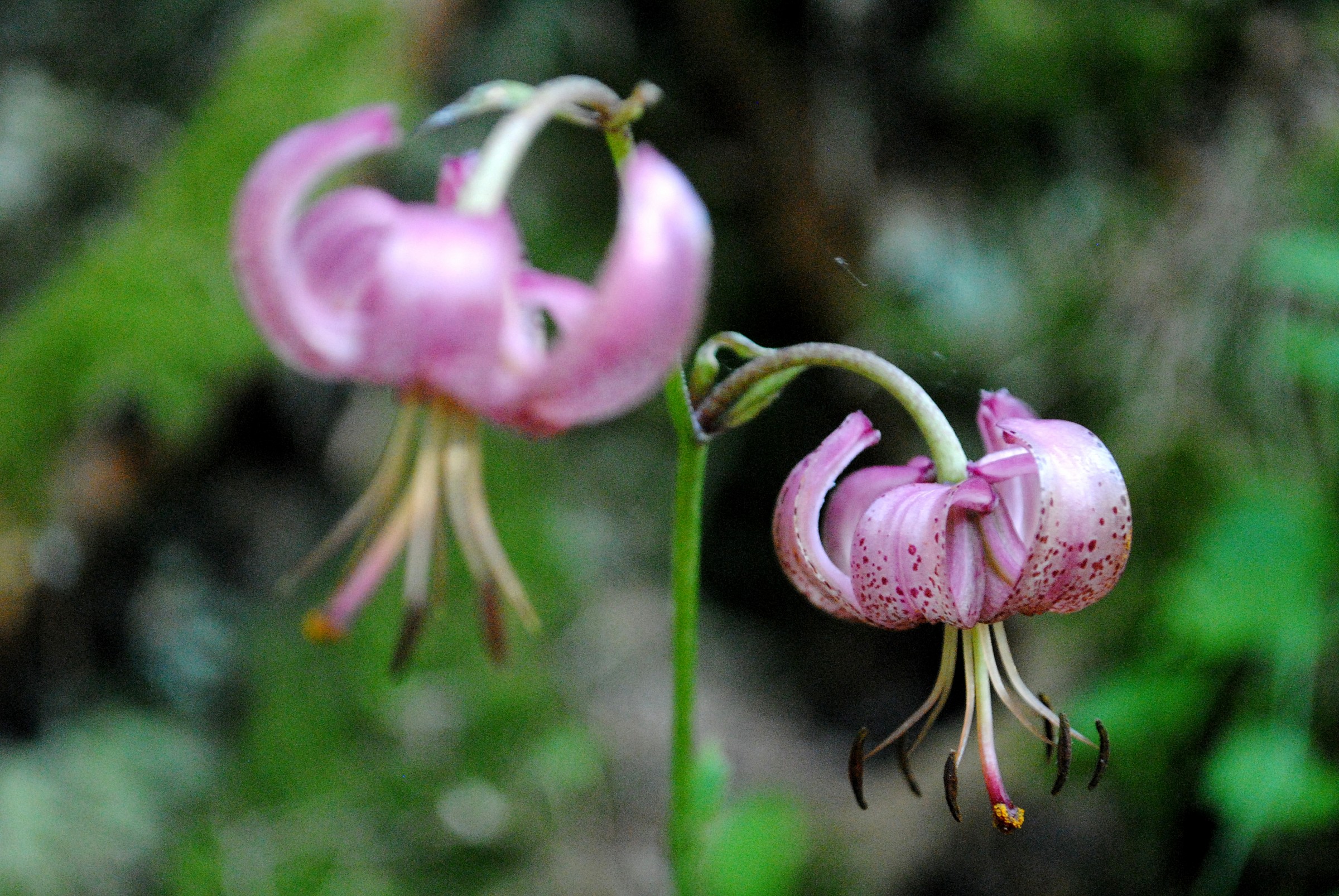 fiori di montagna
