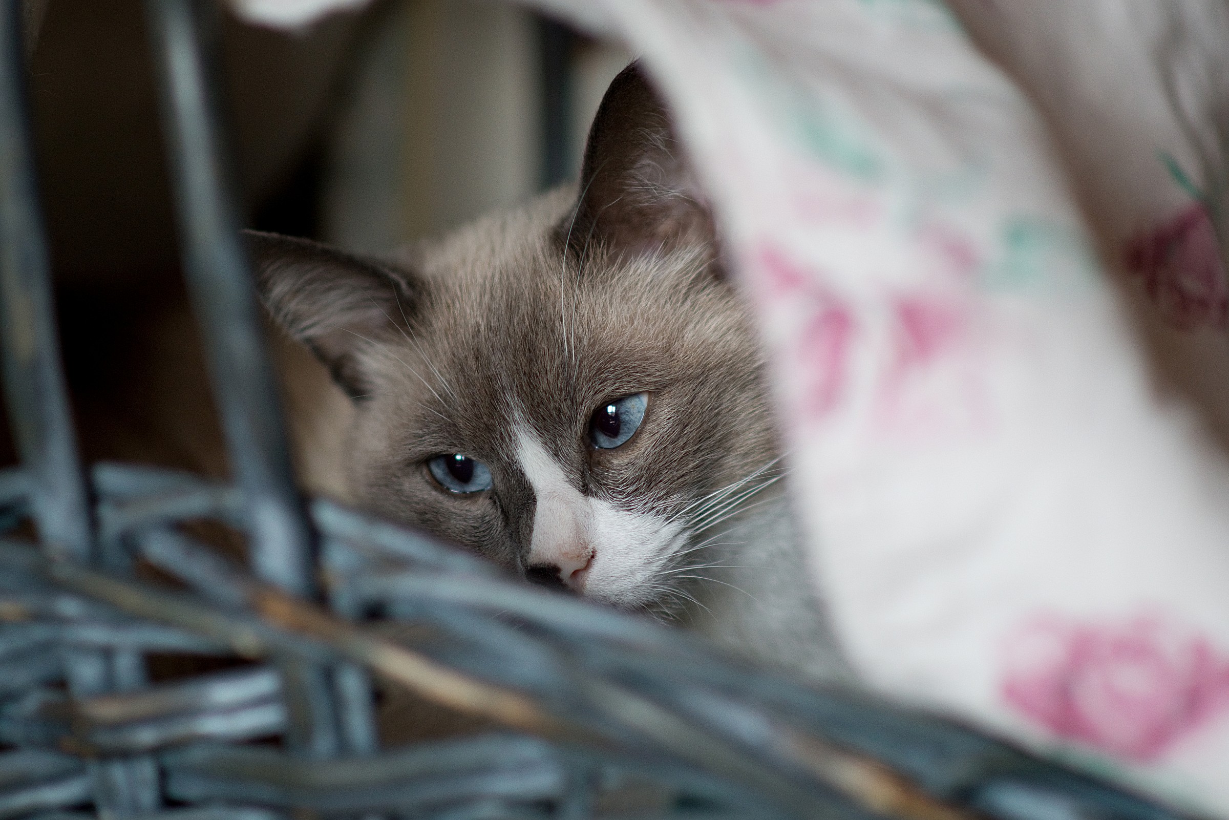 Teo, in his favorite basket ....