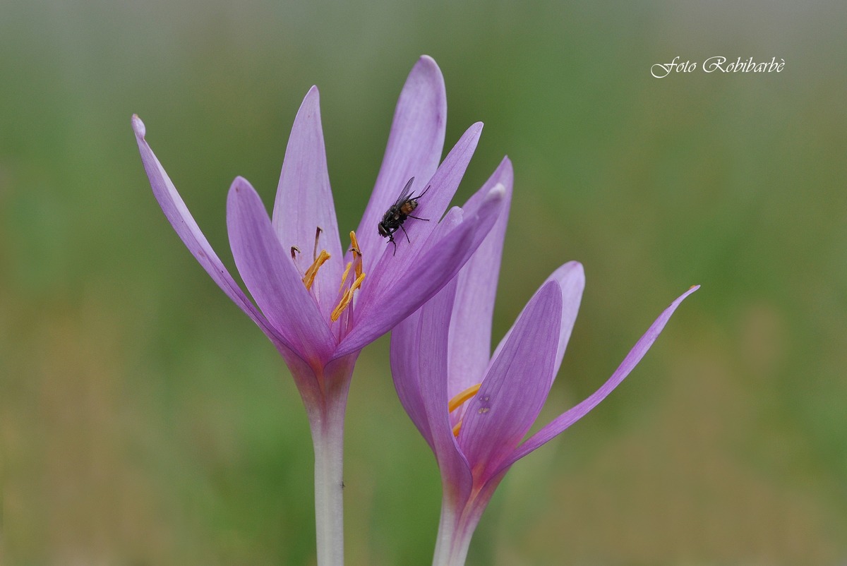 Colchicum autumnale... falso zafferano...