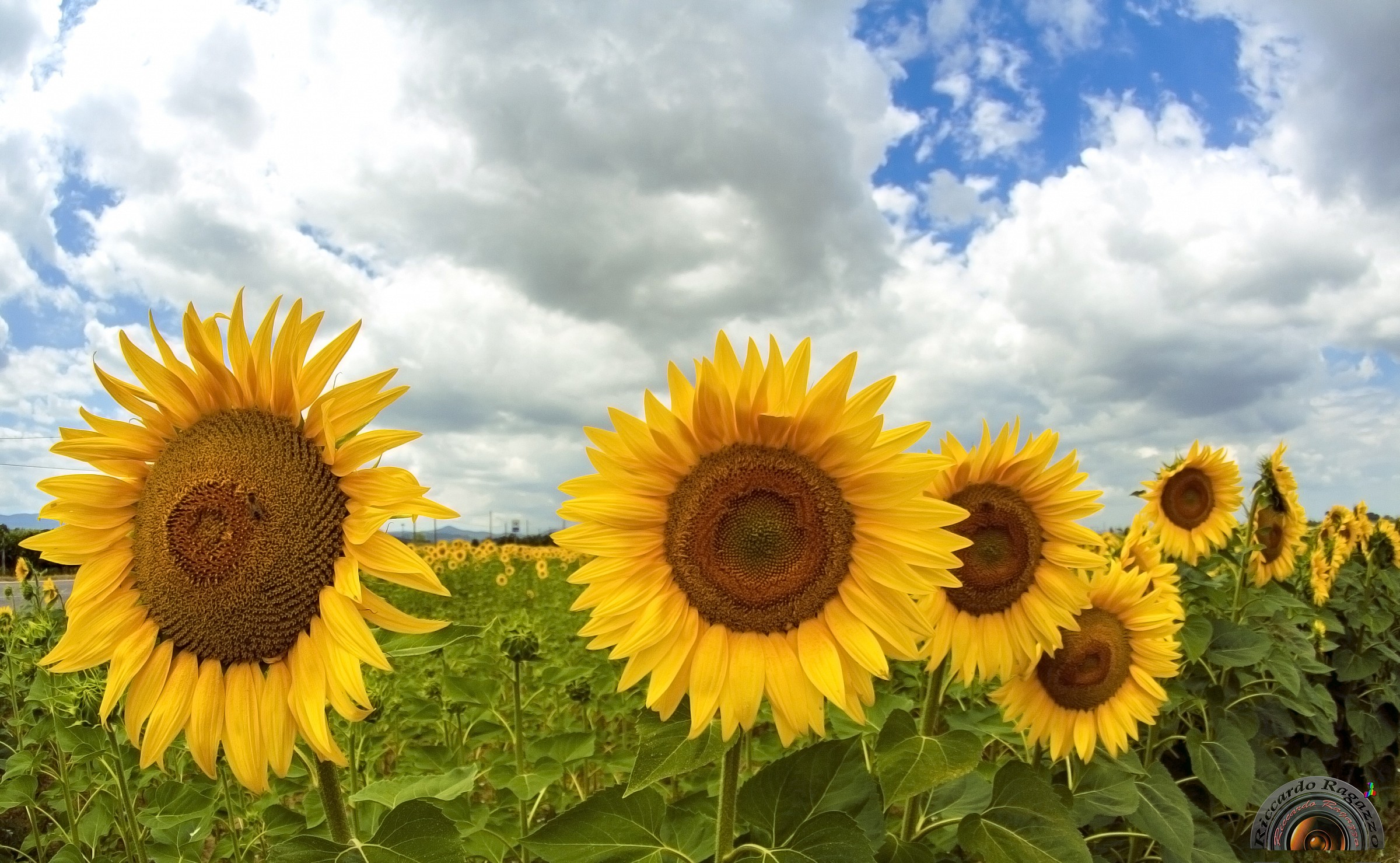 the protagonists of summer