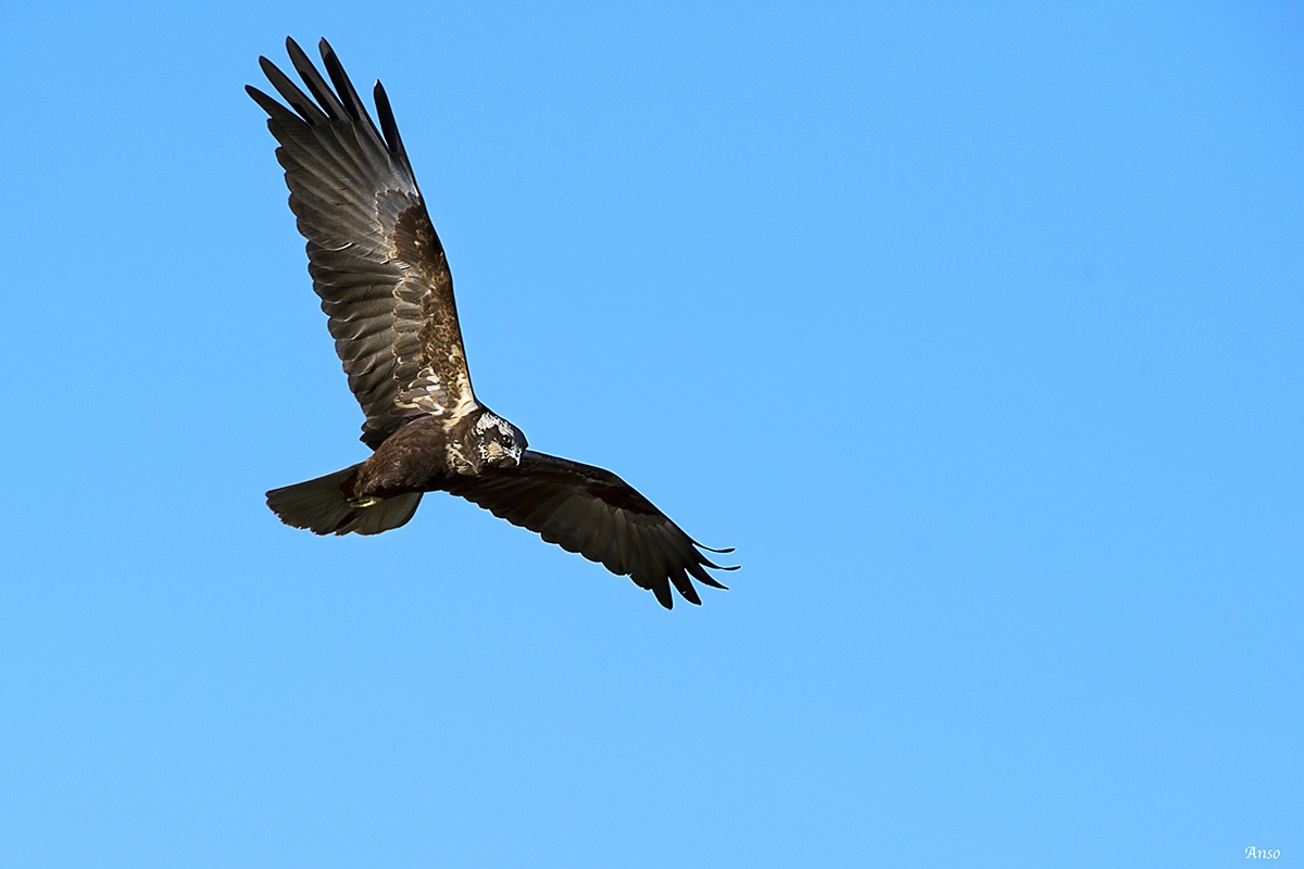 falco di palude maschio