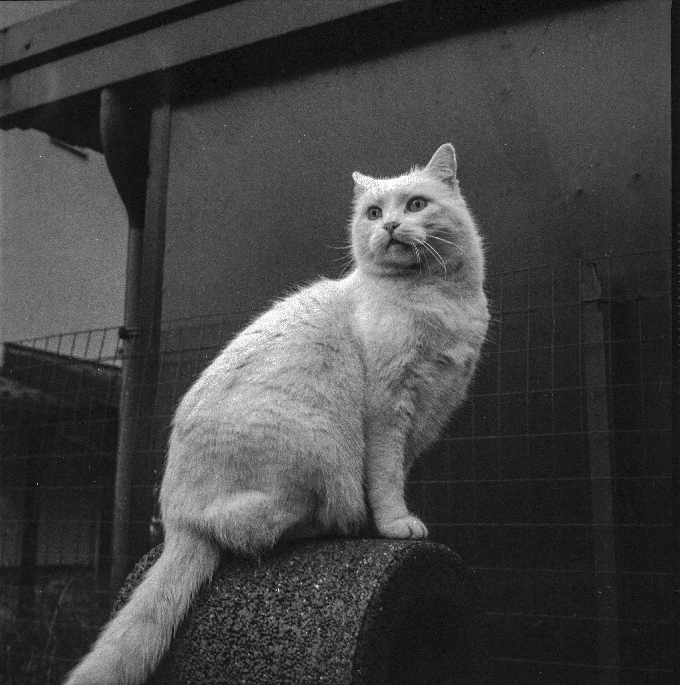 Ernesto, on the grill