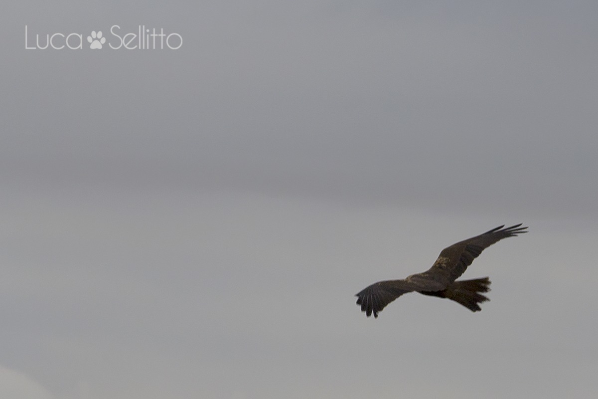 Marsh Harrier